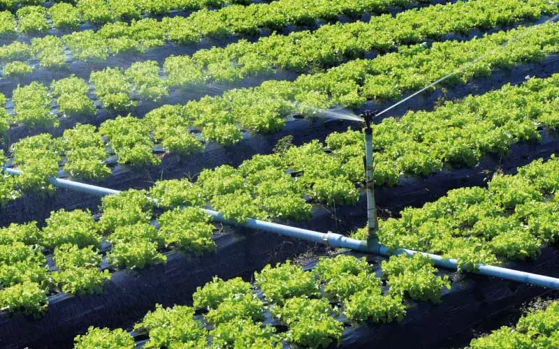 Desinfeccion De Agua