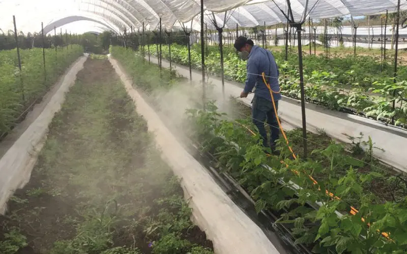 aplicacion foliar